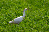 Cattle Egret 2 - Cyprus - Apr 24