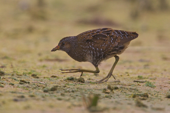 Spotted Crake 3 - Abbey Pool