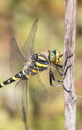 Golden-ringed Dragonfly 3 - Anglesey - 300618