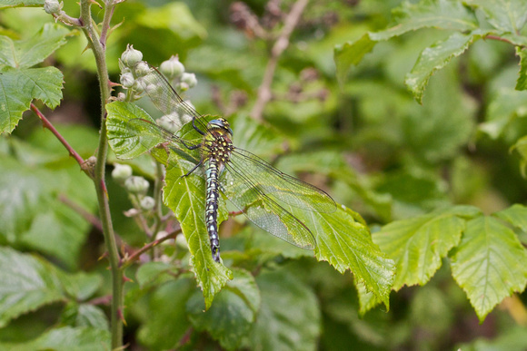 Hairy Dragonfly - Paxton