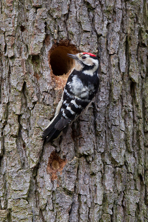Lesser-spotted Woodpecker 4 - Moore NR 230314