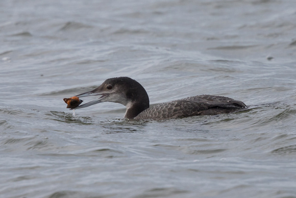 Great Northern Diver 2 - WKML - 090116