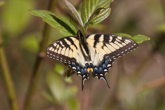 East Tiger Swallowtail - Long Point