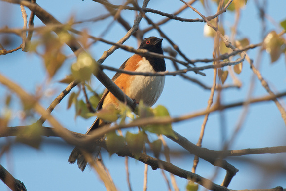 Rufous-sided Towhee - Long Point