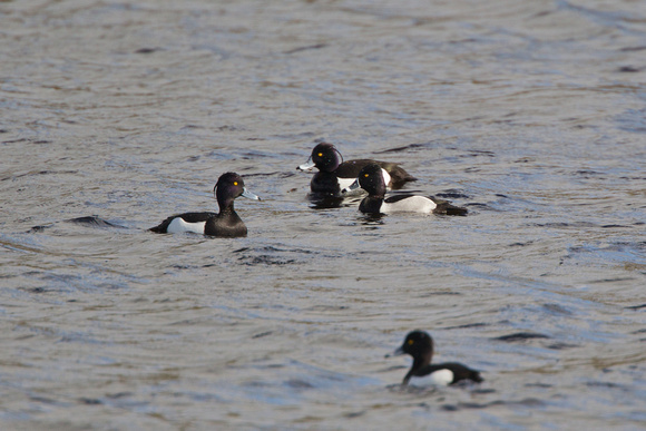 Ring-necked Duck 3 - Stithians