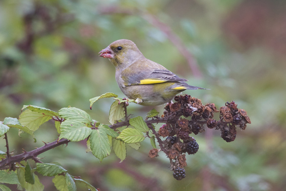 Greenfinch 4 - Riding Stables, Marys - Oct 18