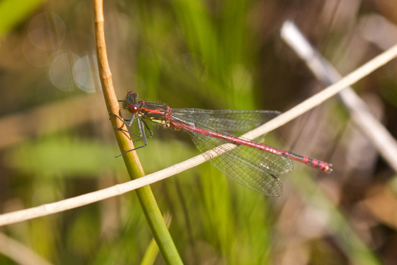 Large Red Damselfly - Anglesey