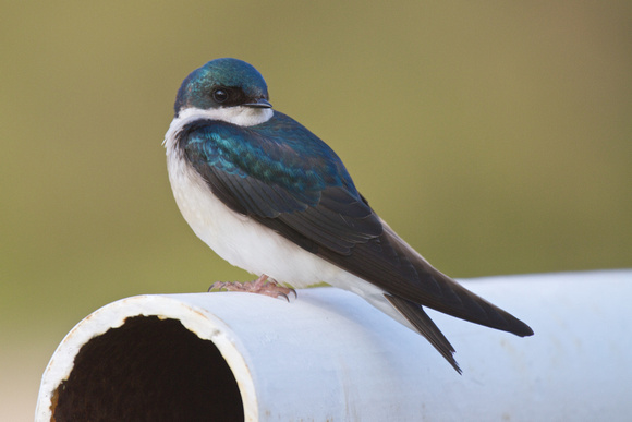 Tree Swallow - Long Point