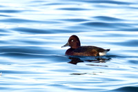 Ferruginous Duck 2 - Draycote - 211124