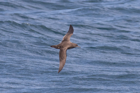 Sooty Shearwater - Scilly Pelagic Aug 15