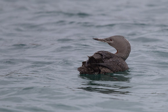 Red-throated Diver 5 - Bryher - Oct 18