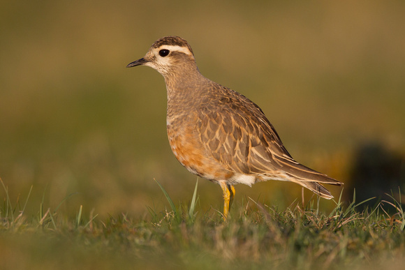 Dotterel - Great Orme 140516