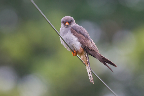Red-footed Falcon 6 - Stoke 130715