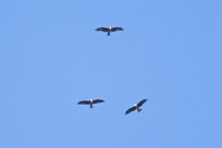 Black Kites 2 - St Marys