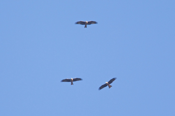 Black Kites 2 - St Marys