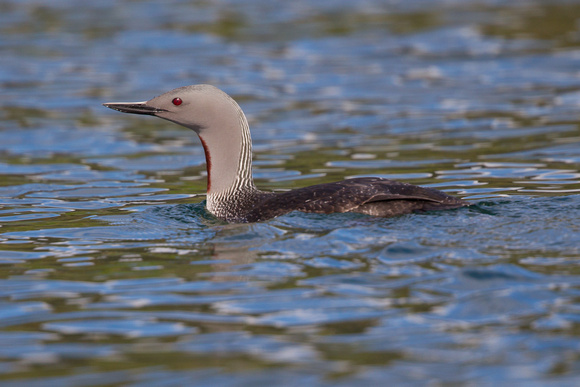 Red-throated Diver 5 - Gairloch May14