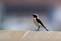 Black-eared Wheatear 2 - Pathos Lighthouse - Apr 24