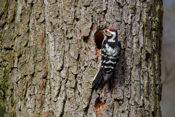 Lesser-spotted Woodpecker - Moore NR 230314