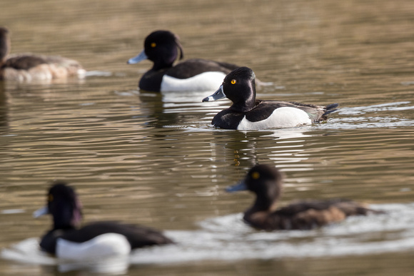 Ring-necked Duck 3 - Duddington Loch - 290318