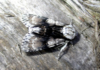 Alder Moth - Millbrook