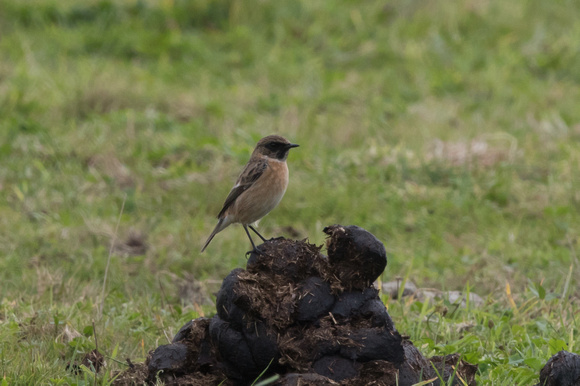 Stonechat (controversial) 4 - St Marys Oct 2015