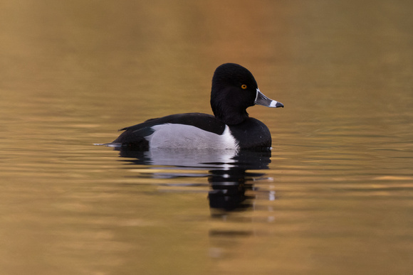 Ring-necked Duck - Pitlochry 121116
