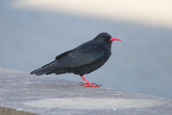 Chough 3 - South Stack - 010118