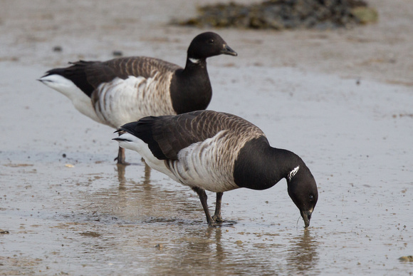 Pale-belled Brent 4 - Anglesey March14