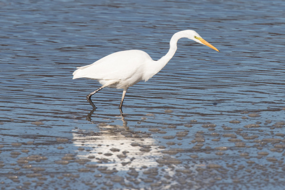 Great White Egret 3 - Conwy - 021016