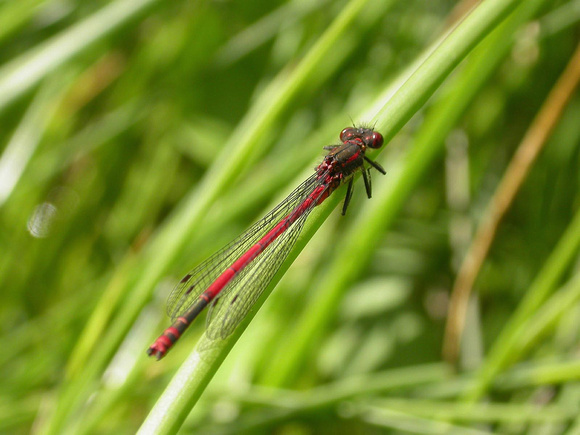 Large Red Damselfly - Pitlochry 2