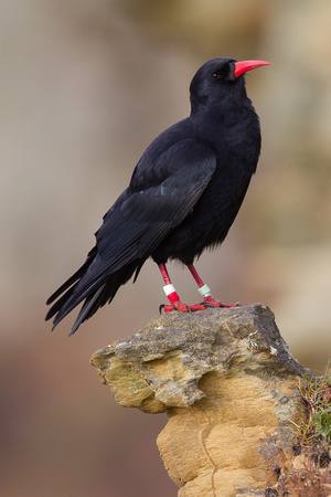 Chough 2 - South Stack 180115
