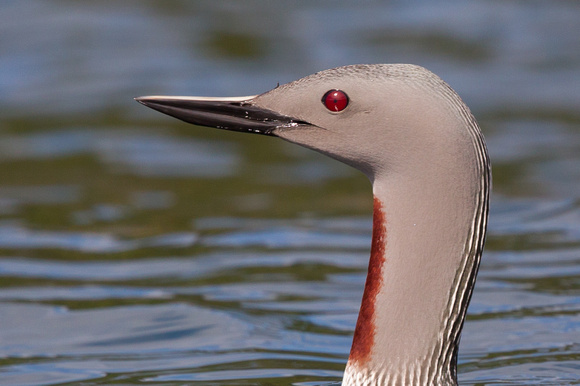 Red-throated Diver 11 - Gairloch May14