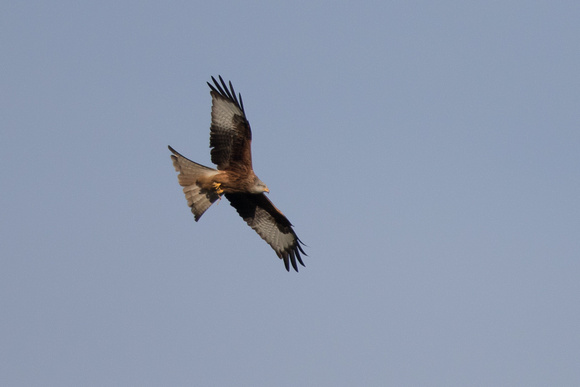 Red Kite - Conwy Valley 100116