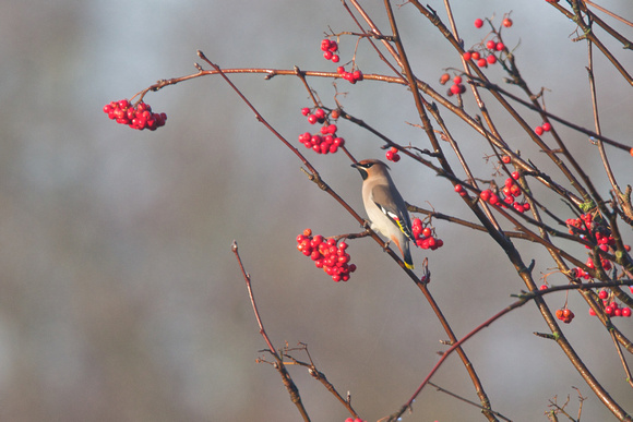 waxwing - Holt