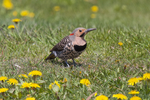Northern Flicker - Long Point