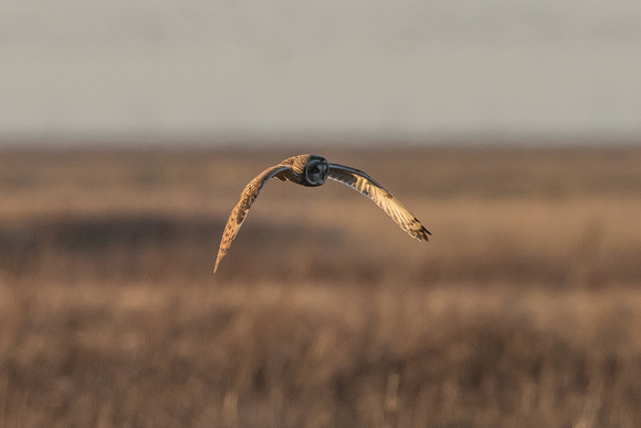Short-eared Owl - Neston - 170218
