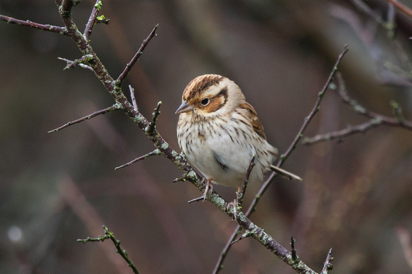 Little Bunting 3 - Gulval 120315