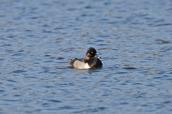 Ring-necked Duck 2- Westport Lake