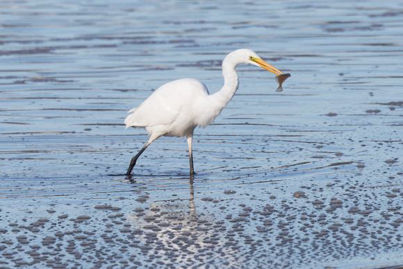 Great White Egret 6 - Conwy - 021016