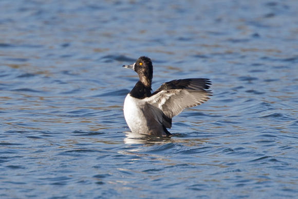 Ring-necked Duck - Westport Lake