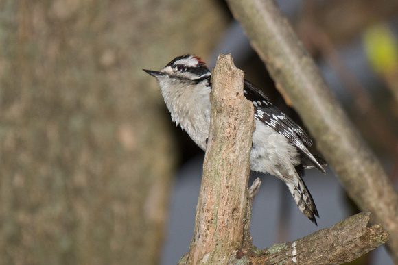 Downy Woodpecker - Rondeau