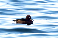 Ferruginous Duck 5 - Draycote - 211124