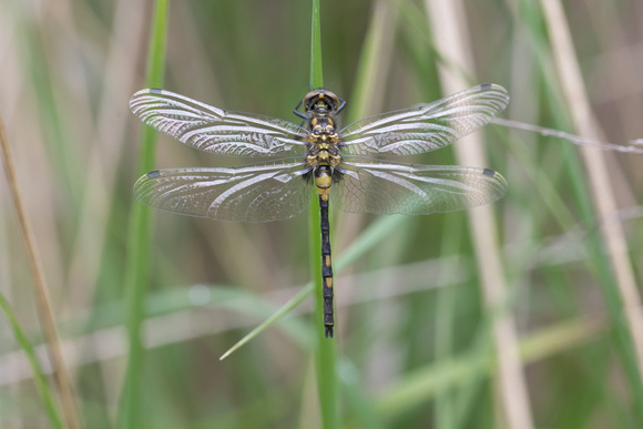 White-faced Darter 2 - Whixall Moss 020618