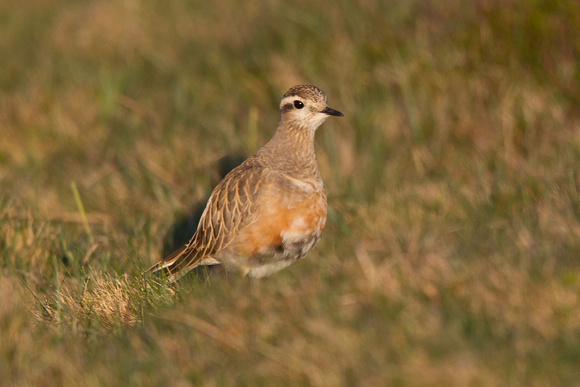 Dotterel 4 - Great Orme 140516