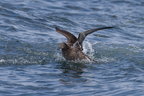 Sooty Shearwater 3 - Scilly Pelagic Aug 15