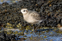 American Golden Plover 7 - Porthellick, St Marys