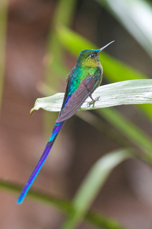 Violet-tailed Sylph 3