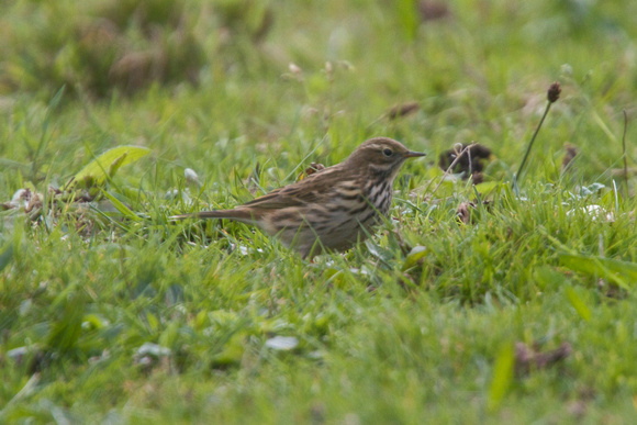 Red-throated Pipit 2 - Longstones