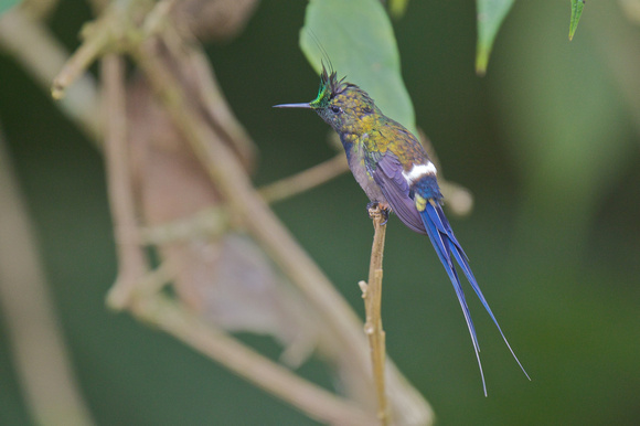 Wire-crested Thorntail 2