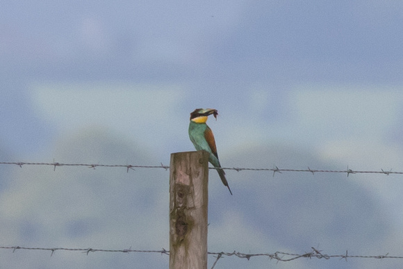 Bee-eater 3 - Cumbria 290815